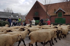 Schafe_bearbeitet-1